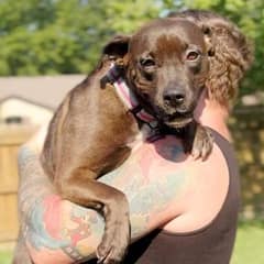 Abandoned Mama Dog Finds Comfort in the Arms of a Kind Foster