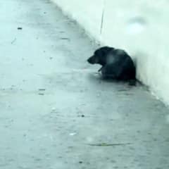 Scared Puppy Left in the Rain Finds Hope When One Woman Stops to Help