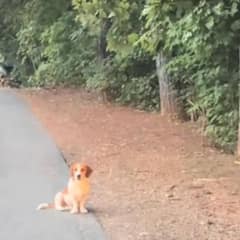 Lost Dog Found Alone On A Mountain Road Finds Love Just In Time