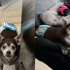 Three Elderly Dogs Thought Their Story Was Over Until One Call Changed Everything