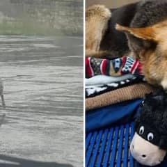 Senior Dog Clings to Her Old Toy While Searching for Love Again