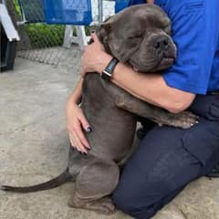 A Lonely Texas Dog Gives A Hug That Touched Hearts Around The World