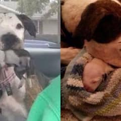 The Pit Bull Who Survived Cruelty and Left a Legacy of Love