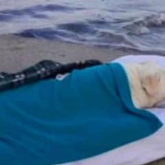 Rescued Dog Returns to the Beach for a Final Goodbye with His Person
