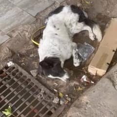 Discarded Pup Left To Die In A Market Takes First Steps Toward A New Life