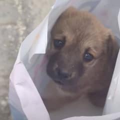 Scared Puppy Hiding At Worksite Finally Finds Safe Arms