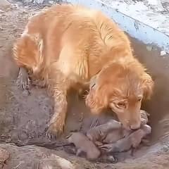 Mother Dog Gave Birth In Mud Pit While Fighting To Keep Her Puppies Alive
