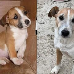 Irma The Senior Dog Waited A Lifetime For Someone To Choose Her