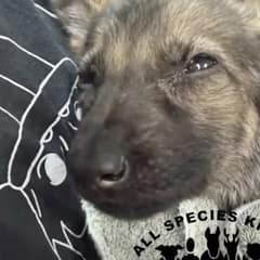 Tiny Puppy Found Tied In Trash Bag Fights To Stay Alive
