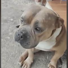 Justice for Axle Viral Dog Killing in Mountain Province Spurs Outrage and Action