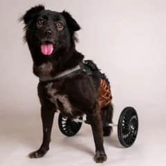 Sweet Disabled Dog Who Lost Her Home Is Waiting Again for Loving Family