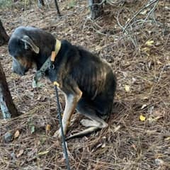 The Freezing Dog Who Waited in the Woods for Someone to Save Him