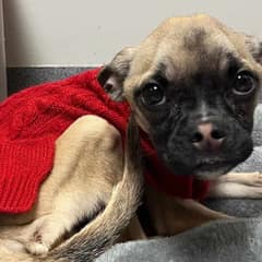 Starving Puppy Sprout Found During Traffic Stop Now Fighting For Her Life