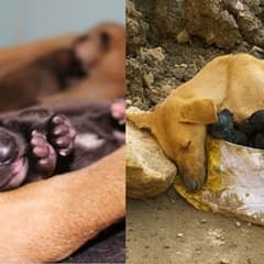 Rescuers Save Exhausted Mama Dog Giving Birth Alone in the Rubble