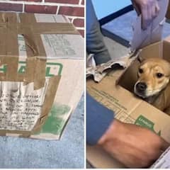 A Gentle Dog Left In A Box With A Note And A Broken Heart