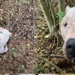 A Starving Dog Lay In The Woods With No Way To Cry For Help