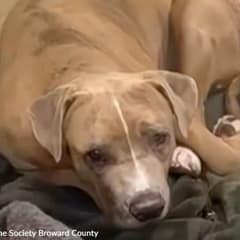 This Shelter Dog Has Never Felt Safe Inside Her Entire Life