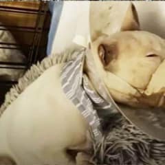 A Broken Puppy Found Safety Through Human Compassion