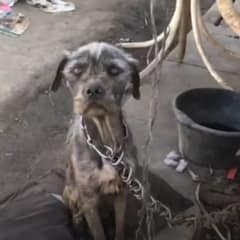 Chained Mama Dog Wagged Her Tail Even When She Was Starving