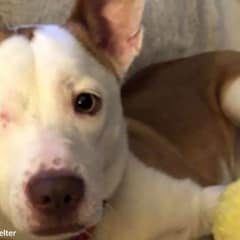 Shelter Dog Loses An Eye But Never Loses Hope