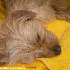 Dog Found Inside Trash Bag At Texas Dumpster Leaves Community Heartbroken