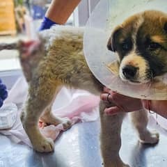 Forgotten Puppy Found Broken And Alone On A Quiet Road