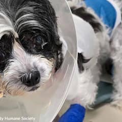 Seven Year Old Shih Tzu Found Alone And Fighting For Her Life