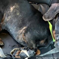 Little Dachshund Found Taped And Left To Freeze In Missouri Ditch