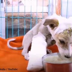 Tiny Stray Puppy Found With A Broken Leg And Left To Suffer Alone