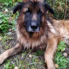 Puppy Buried Alive Refused To Die And Walked Until Someone Saved Him