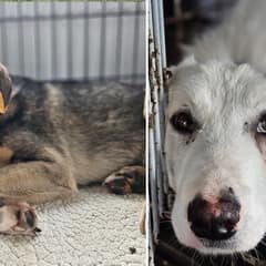 Two Broken Dogs Found on the Streets and the Fight to Save Their Lives