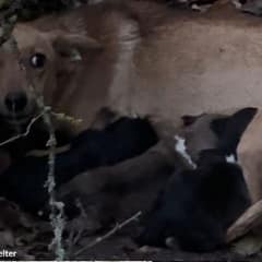 Newborn Puppies Clung to Their Mamas While Danger Closed In