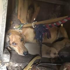 Wounded Mama Dog Refused To Abandon Her Tiny Puppies