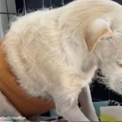 A Dog Gave 14 Years of Love and Was Abandoned at the End