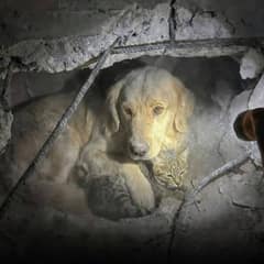 Loyal Dog Shielded Injured Cat During Earthquake Chaos