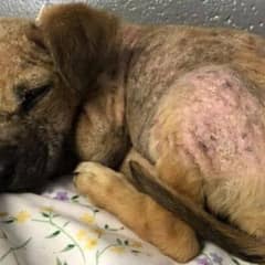 A Sick Little Puppy Lay Alone On Burning Ground Waiting For Help
