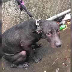 Tiny Dog Chained And Abandoned In Park Stares At Officer For Help