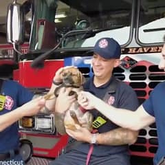 Boxer Puppy Trapped In Hot Car Finds Unexpected Angels