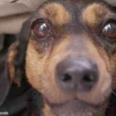 Little Dog Refused To Leave The Spot Where Her Heart Was Broken