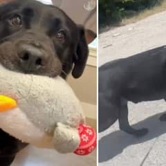 Senior Shelter Dog Finds Comfort In His Plushies While Waiting For Love