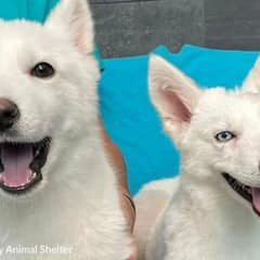 Two Tiny Puppies Were Thrown Away But Refused To Let Go Of Each Other