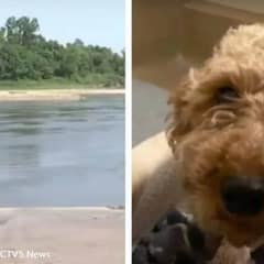 Man Throws Caged Dog Into River and a Stranger Risks Everything to Save Her