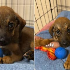Five Month Old Puppy Swim Survived Parvo With Her Mother By Her Side