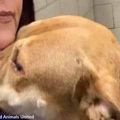 Dog Nobody Wanted Stood Up Every Day Hoping Someone Would Choose Her