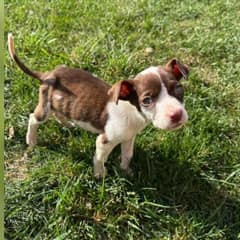 Starving Puppy Found Eating Trash Behind Detroit Gas Station