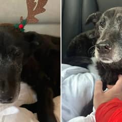 Fifteen Year Old Dog Beauty Lost Everything When Her Family Walked Away