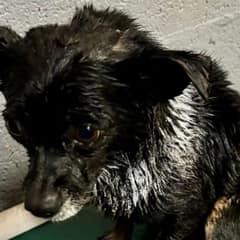 Tiny Chihuahua Rusty Fought To Stay Alive After A Brutal Attack