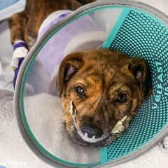 Puppy Fought For Every Breath After A Terrifying Car Accident