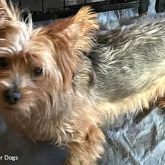 Chewy The Tiny Puppy Who Gave Everything While His Heart Was Failing