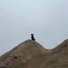 Workers Watched A Dog Stand Alone For Months With Nowhere To Go